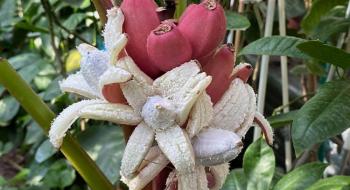 Мешканка Запоріжжя вирощує рідкісні рожеві банани Рис.1
