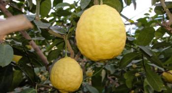На Львівщині родина фермерів вирощує гігантські лимони та лайми Рис.1