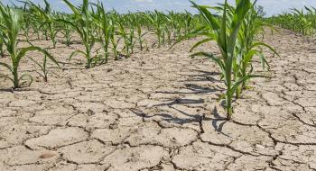 Одеська область виділила 18 млн грн постраждалим від посухи фермерам Рис.1