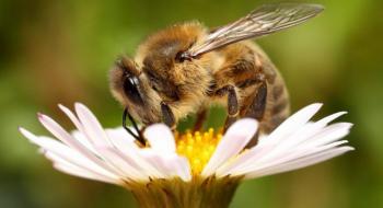 Органічне бджільництво в Україні розвивається карколомними темпами Рис.1