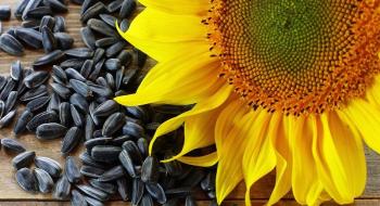 Перевірка насіння соняшнику дозволить попередити провал сезону, — науковці Рис.1