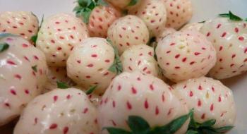 Pineberries або біла суниця садова - нова нішева ягода на ринку США Рис.1