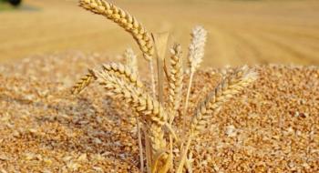 Після перемоги на тендері в Єгипті українська пшеница суттєво здорожчала Рис.1