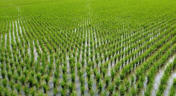 Рисові поля являються джерелом викидів CO2 в атмосферу,- вчені Рис.1
