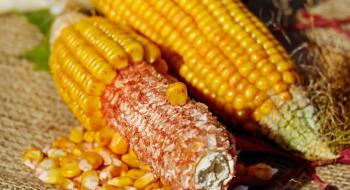 Стало відомо, чому падає експортний попит на українську кукурудзу Рис.1