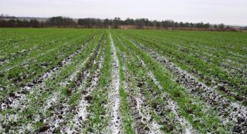 Стало відомо як безсніжна морозна погода вплине на врожай озимих культур Рис.1