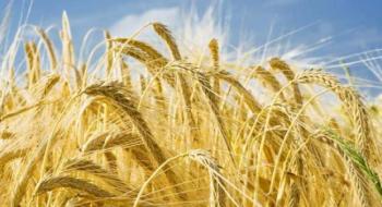 Трейдери активізували закупівлю української пшениці Рис.1