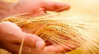 Українська компанія розробляє вітчизняну систему для експертизи клейковини в пшениці Рис.1