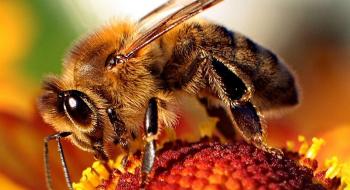 Українські бджолярі отримали майже чверть мільярда гривень дотацій Рис.1