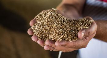 В Україні значно знизились запаси зернових та зернобобових культур, — Держстат Рис.1