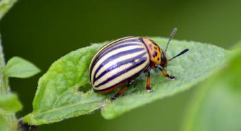 Вчені дослідили як колорадський жук призвичаюється до пестицидів Рис.1