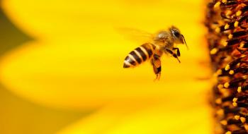 Вчені знайшли спосіб як керувати бджолами, підвищуючи урожай Рис.1