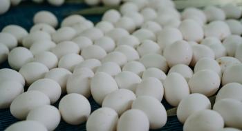 Виробники назвали причину, чому яйця в Україні не подешевшають Рис.1
