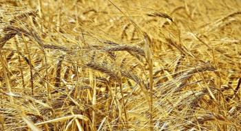 За 6 місяців сезону Україна експортувала майже 26 млн тонн зерна Рис.1