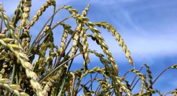 Американські селекціонери працюють над виведенням безглютенових сортів пшениці Рис.1