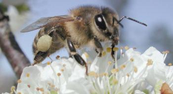 Без запилення бджолами садівники та ягідники України втрачають до 40% потенційного врожаю Рис.1