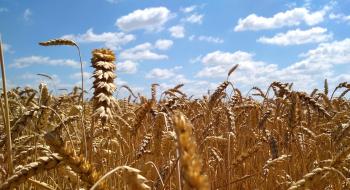 Дефіциту зернових на внутрішньому ринку не буде, але буде збільшення цін Рис.1
