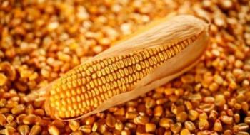 До Державного реєстру сортів рослин занесені 235 високопродуктивних гібридів кукурудзи, створених науковцями НААН Рис.1
