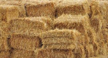 Дослідники розробили нові біорозкладані пінополіуретани з пшеничної соломи. Рис.1
