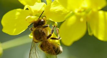 Дослідження показало, що зміна клімату знижує чисельність і різноманітність диких бджіл Рис.1