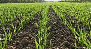 Експерт прогнозує в 2021 році скорочення площ під зерновими Рис.1