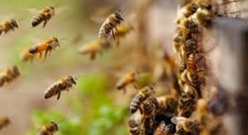 На Одещині через аномальне тепло почали виліт бджоли Рис.1