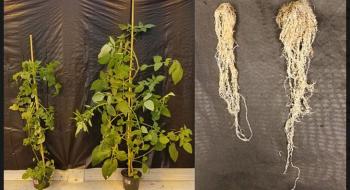 Органічним помідорам хочуть повернути втрачену дружбу з корисними ґрунтовими мікробами Рис.1