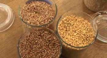 Підприємство з Хмельниччини тестує перші вироби з кольорової пшениці Рис.1