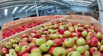Польша лідирує в Європі за рівнем запасів яблук Рис.1
