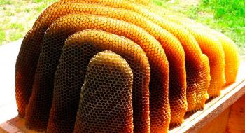 Приблизно 3/4 меду всього світу забруднено пестицидами,- вчені Рис.1