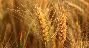 Середня вартість пшениці 2 класу в портах складає 8742 грн/т Рис.1