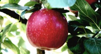 Складено рейтинг найпопулярніших сортів яблук у 2020 році Рис.1