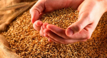 Світовий попит на українське зерно зросте, - прогноз Рис.1