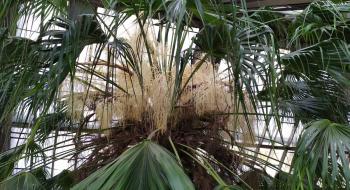 У ботанічному саду Києва розквітла 200-річна пальма Рис.1