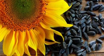 Україна наростила експорт насіння соняшнику Рис.1