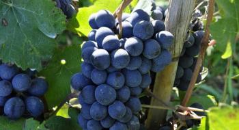 Уряд підтримав національних виробників галузі виноградарства та виноробства Рис.1