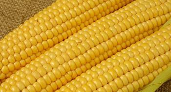 В 2021 році в Україні реалізують сучасний проєкт по переробці солодкої кукурудзи Рис.1