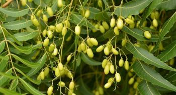 Вчені створили біодизель з лікарського індійського дерева Рис.1