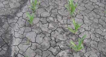 Вчені знайшли спосіб «примушувати» рослини рости на переущільнених ґрунтах Рис.1