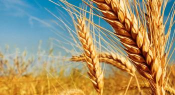 Високопродуктивні сорти пшениці можуть поступатися врожайністю старим традиційним сортам Рис.1