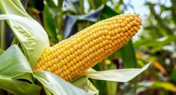 Виведено кукурудзу з підвищеною стресостійкістю та урожайністю Рис.1
