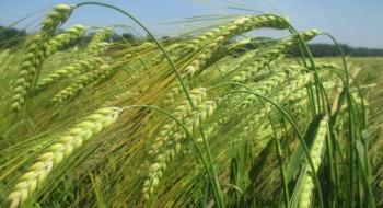 Ціни на ячмінь нового врожаю перевищили ціни на пшеницю Рис.1
