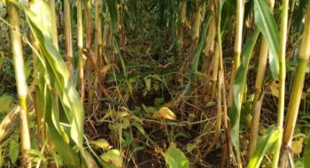 Для збереження ґрунтової вологи польський фермер вирощував сою в міжряддях кукурудзи Рис.1