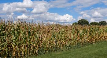 Ерозія ґрунту в кукурудзяному поясі США гірша, ніж передбачалося,- дослідження Рис.1