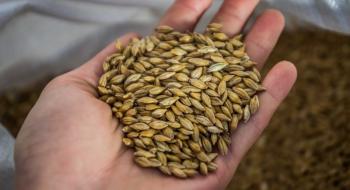 Фітоекспертиза насіння ярих зернових та зернобобових культур дала невтішні результати Рис.1