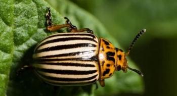Генетики розкрили секрет живучості колорадських жуків Рис.1