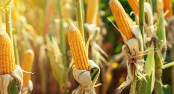 Канадські гібриди кукурудзи зміцнять присутність на ринку України Рис.1