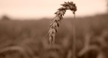 Кореневі нематоди можуть бути інвазивними і небезпечними для пшениці, - вчені Рис.1