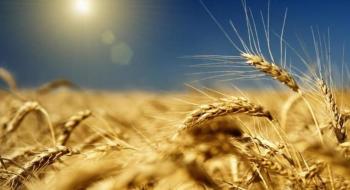 Мінекономіки прогнозує падіння експорту зернових на 20% Рис.1
