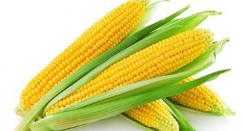 Науковці розповіли про особливості підживлення кукурудзи Рис.1